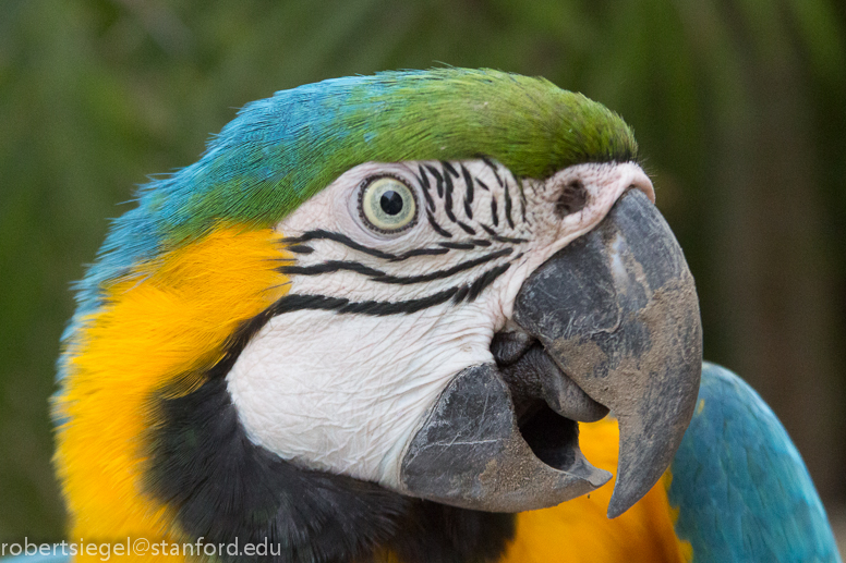 macaw